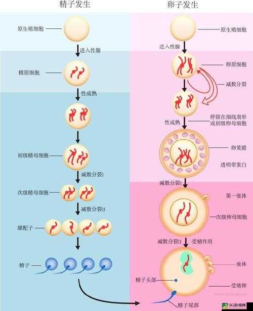 系统需收大量精子升级：打造更强大的系统